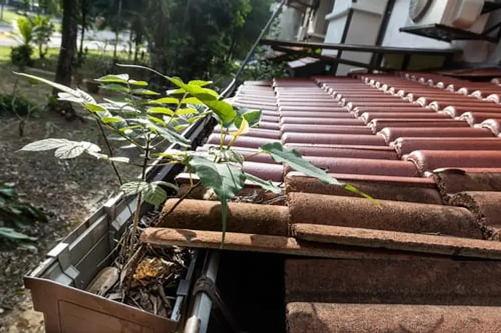 Gutter packed with debris and growth before a professional cleaning
